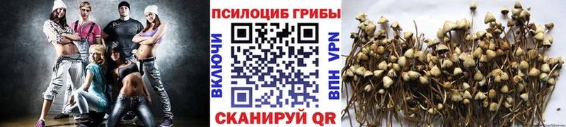 Купить где  Ульяновск  Псилоцибиновые грибы Cubensis 